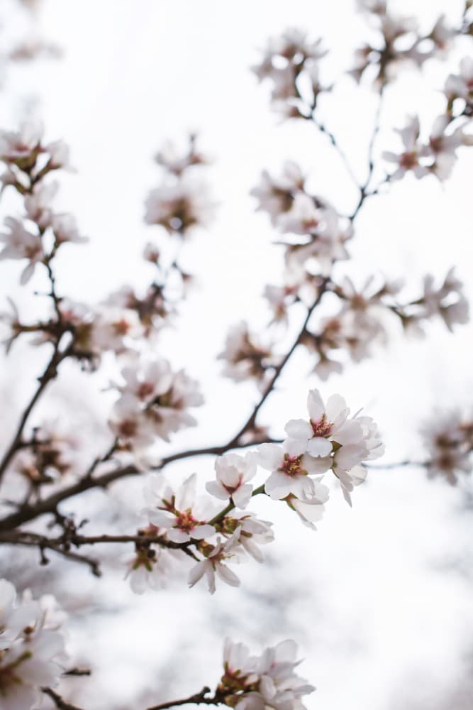 Delicate White Blossoms by Tim Mossholder — canvas wall art