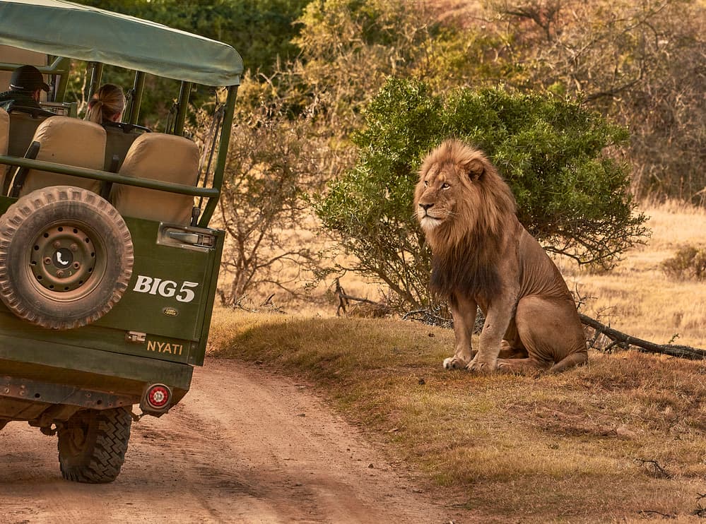 Majestic Lion Encounter by Rachel Pansky — canvas wall art