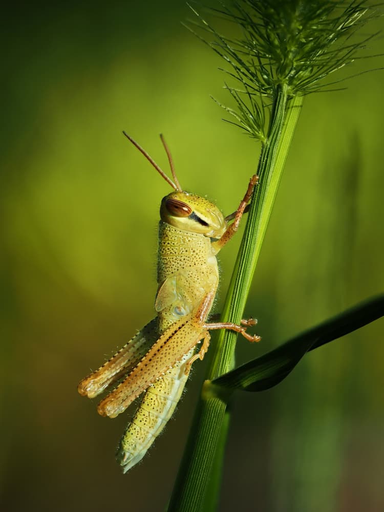 Green Grasshopper Clings by Takiko Hirai — canvas wall art