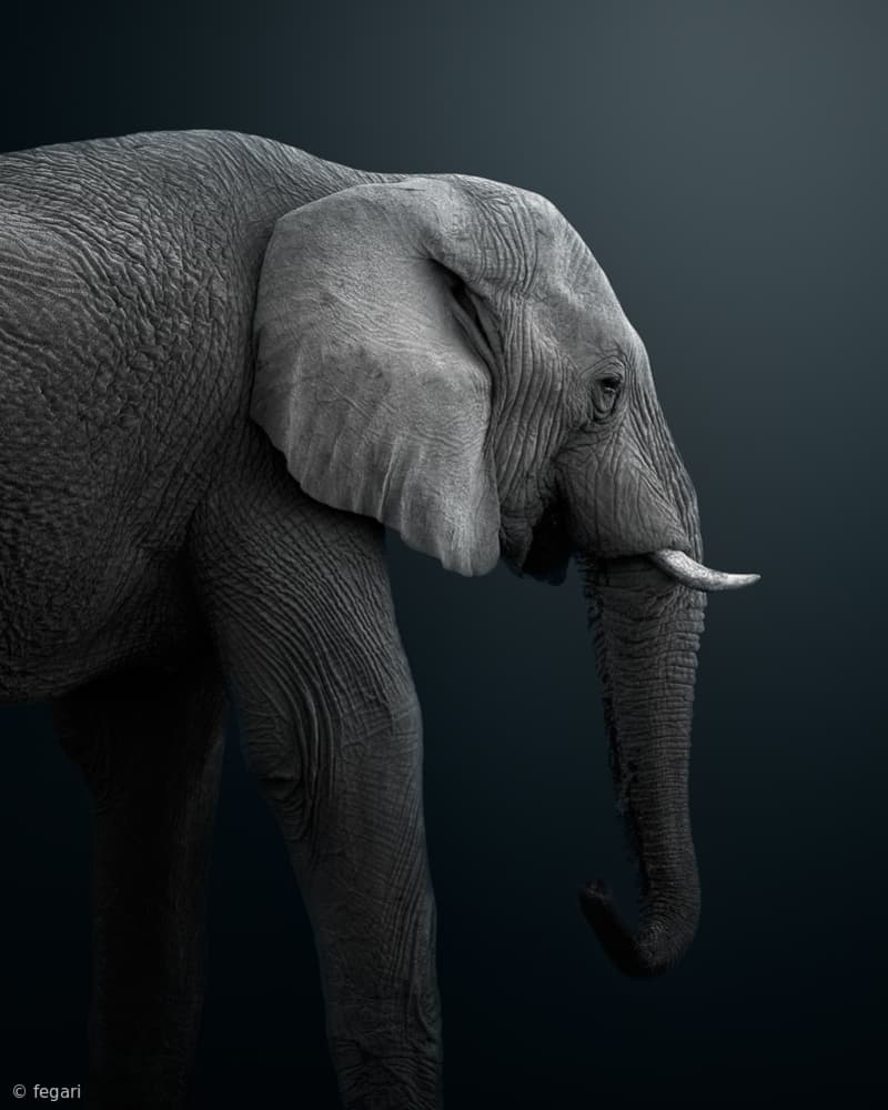 Majestic Elephant by fegari — canvas wall art