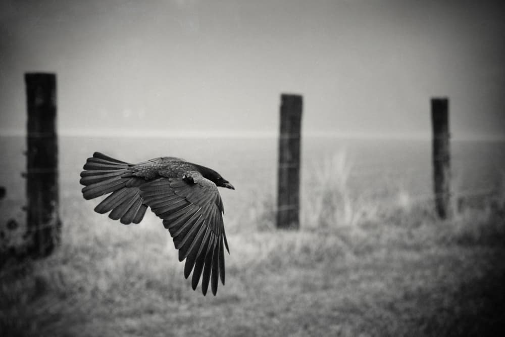 Raven In Flight by Holger Droste — canvas wall art
