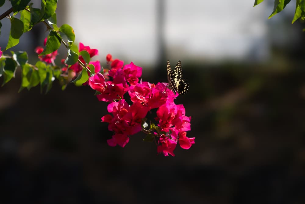 Pink Bougainvillea Butterfly by Léa Lefebvre — canvas wall art