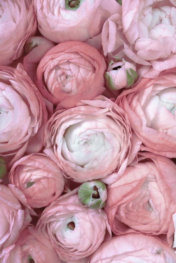 Pink Ranunculus Blooms by Rosana Laiz Blursbyai — canvas wall art