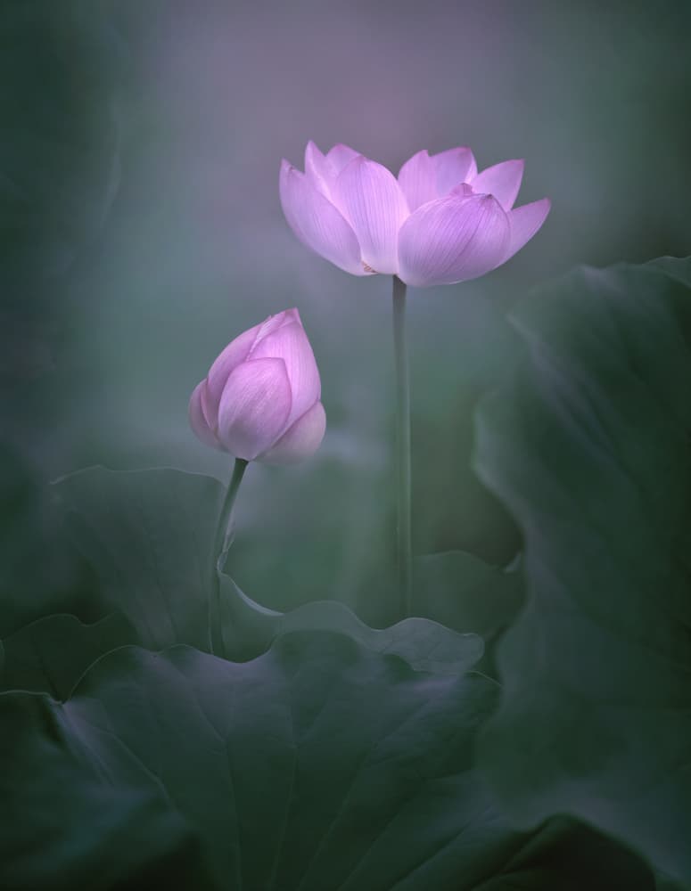 Lotus Bud and Bloom by Catherine Wang — canvas wall art