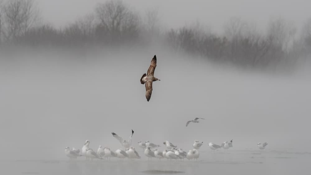 A foggy morning by Jacob (Jian) Xu — canvas wall art