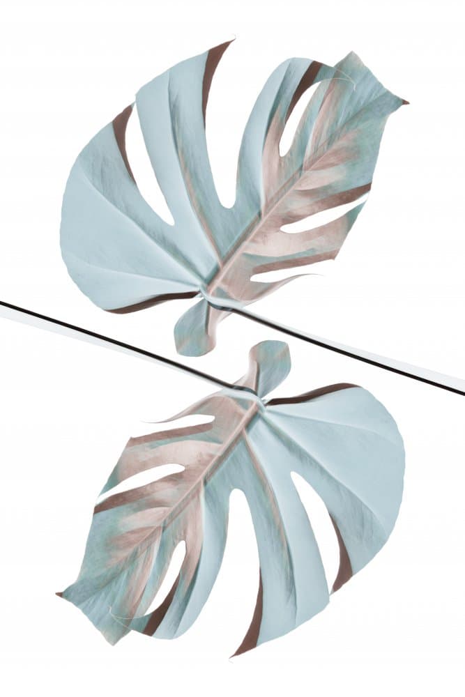 Mirrored Monstera Leaves by Pictufy Studio III — canvas wall art