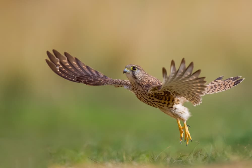 Kestrel In Flight by David Manusevich — canvas wall art