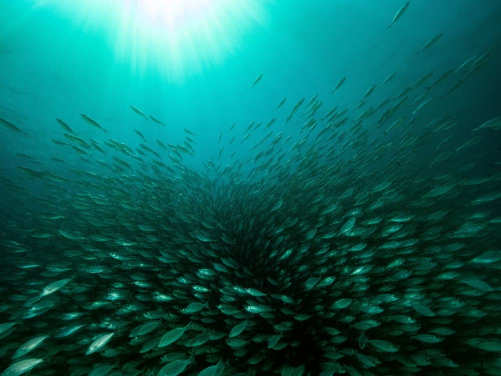 Swirling Fish School by Serge Melesan — canvas wall art
