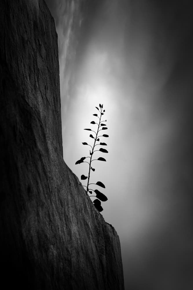Stark Plant Silhouette by George Digalakis — canvas wall art