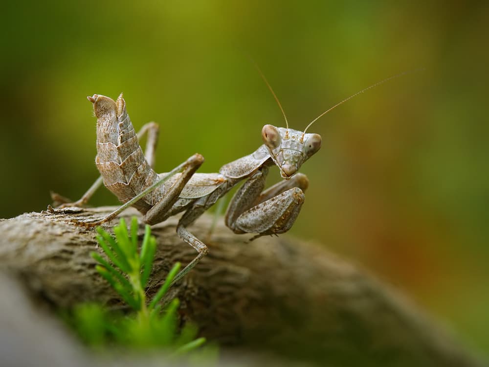 Curious Praying Mantis by Jimmy Hoffman — canvas wall art
