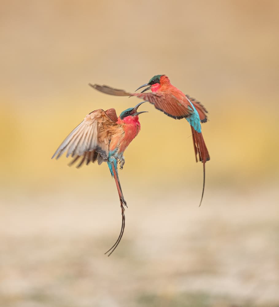 Vibrant Bee-eaters in Flight by Cheng Chang — canvas wall art