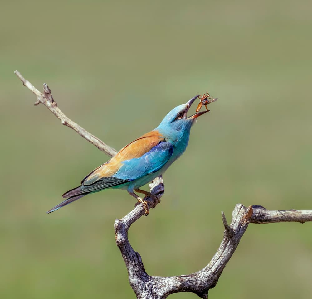 Blue Roller With Prey by Judy Tseng — canvas wall art