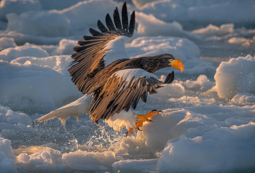 Winter Sea Eagle by YY DB — canvas wall art