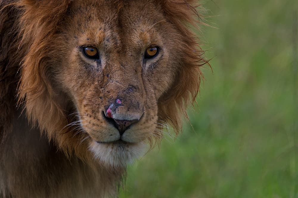 Powerful Lion Gaze by Mohammed Alnaser — canvas wall art