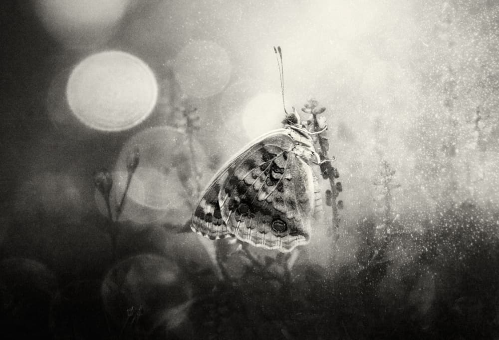 Dreamy Monochrome Butterfly by Rooswandy Juniawan — canvas wall art
