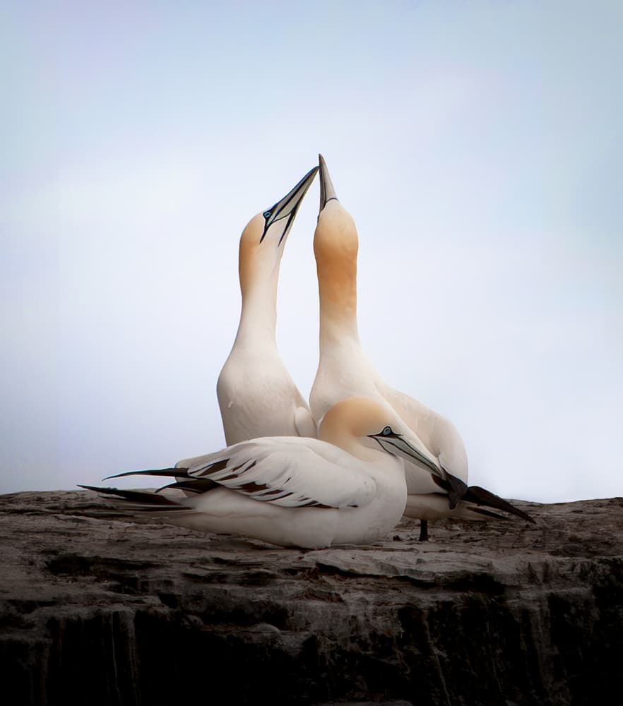 Gannet Pair by Erik Engström — canvas wall art