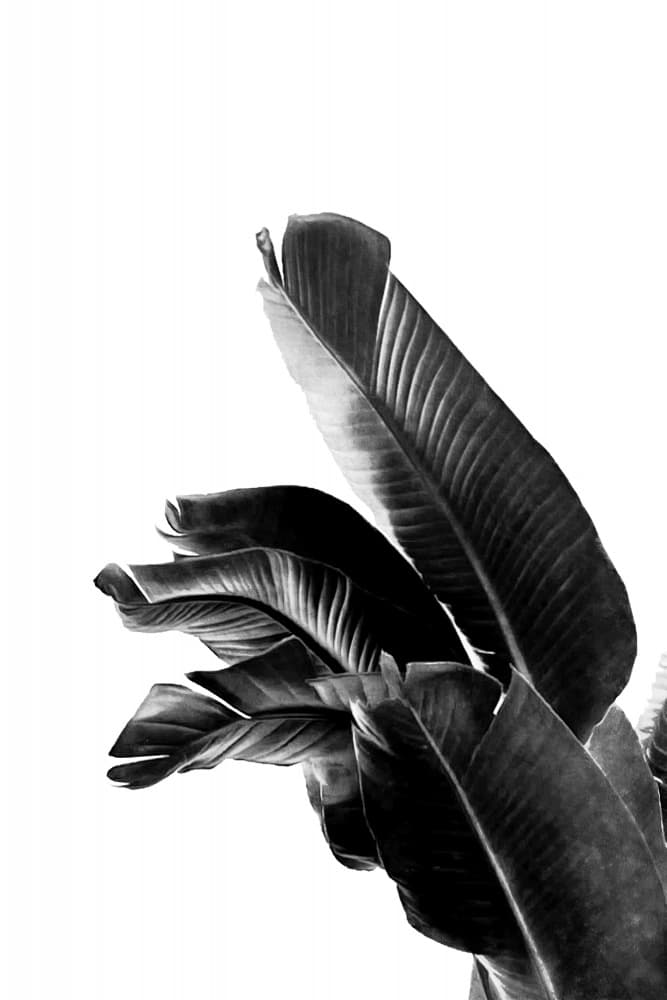 Monochrome Tropical Leaves by amini54 — canvas wall art
