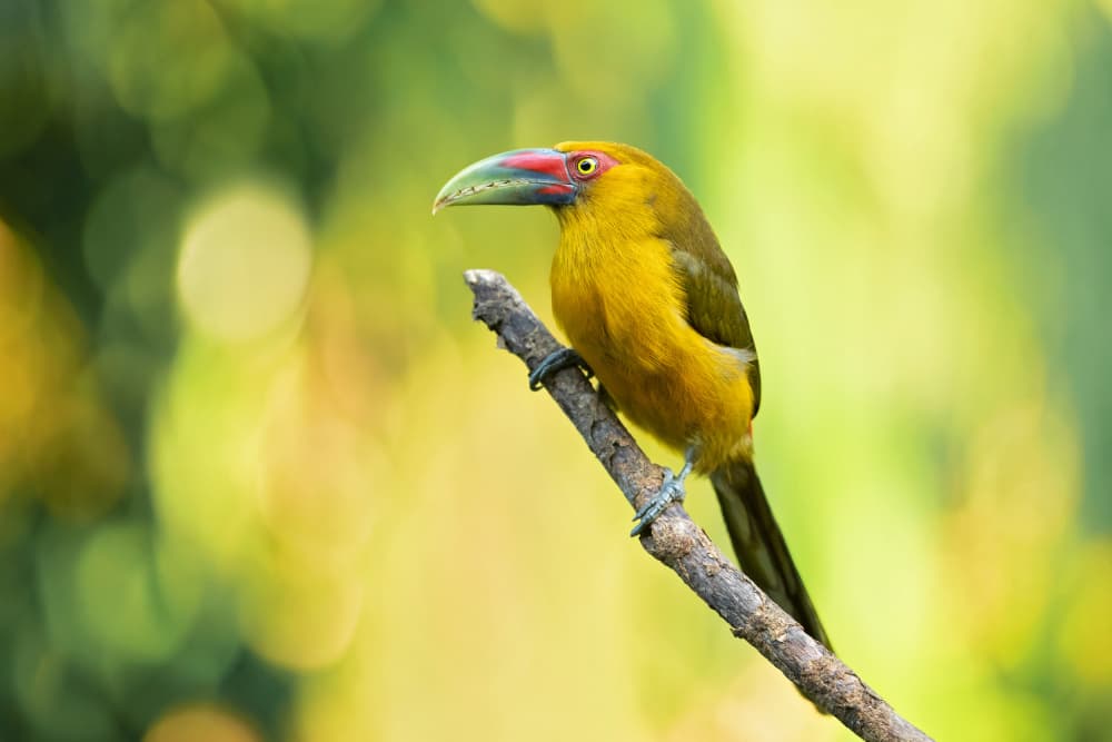Vibrant Yellow Aracari by Milan Zygmunt — canvas wall art