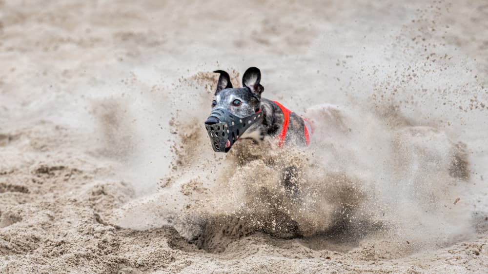 Greyhound Sand Burst by Els Keurlinckx — canvas wall art