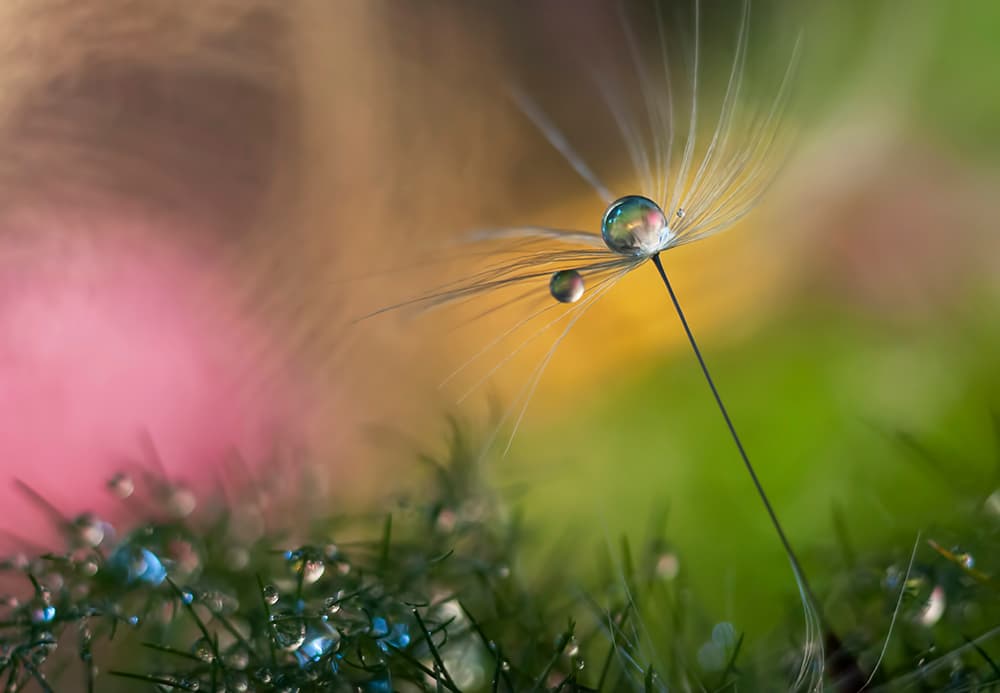 Dandelion Dew Drops by Heidi Westum — canvas wall art