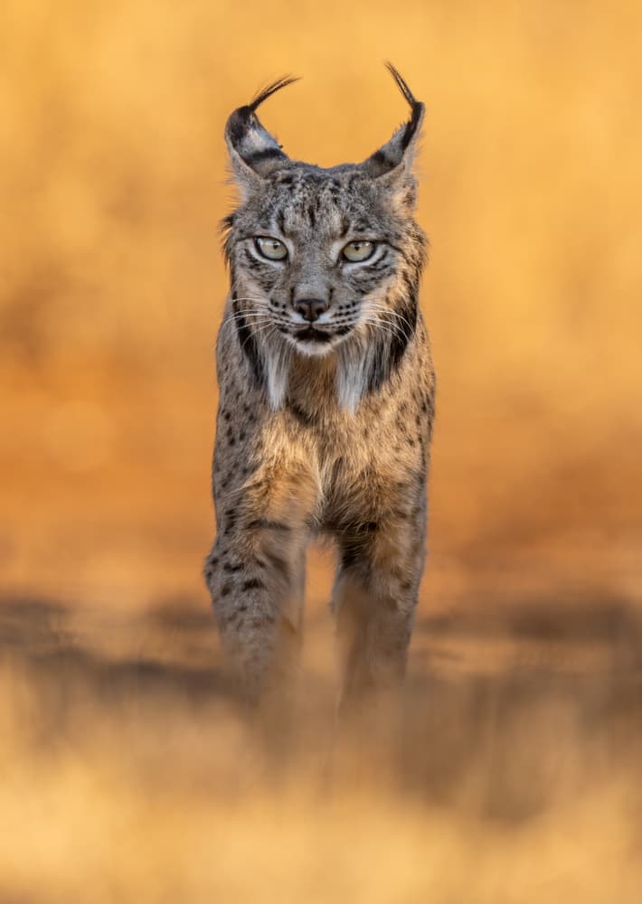 Iberian Lynx Gaze by Jose Curto — canvas wall art