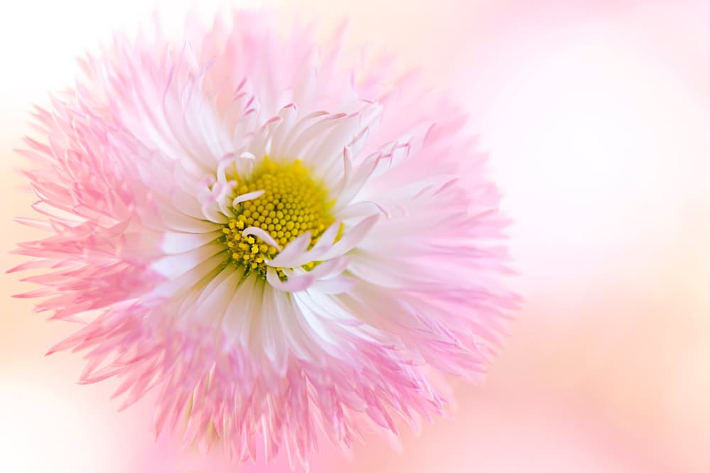 Soft Pink Daisy Bloom by Jacky Parker — canvas wall art