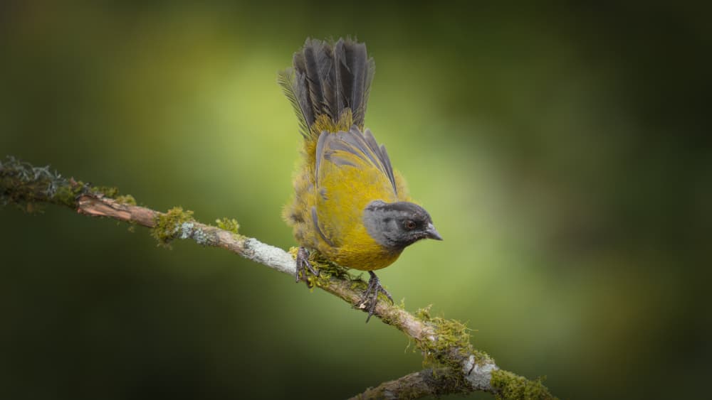 Yellow Bird on Branch by tianhuayu — canvas wall art