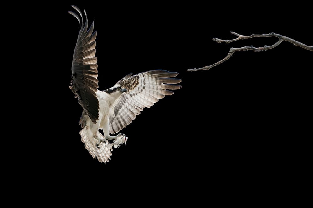 Osprey Catches Fish by Alex Li — canvas wall art