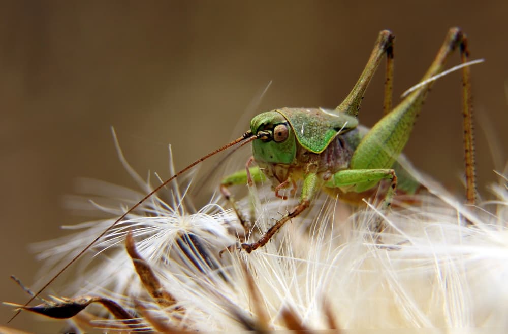 Macro Green Grasshopper by Eyal Bussiba — canvas wall art