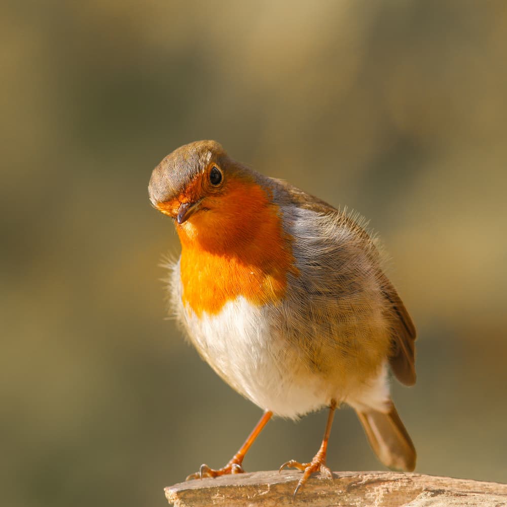 Charming European Robin by Annie Keizer — canvas wall art