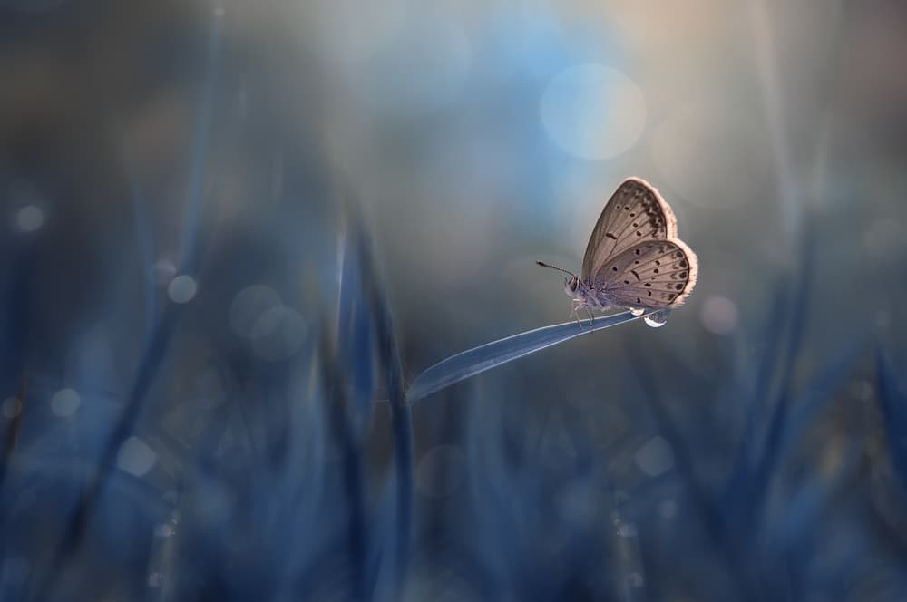 Blue Morning Butterfly by Edy Pamungkas — canvas wall art