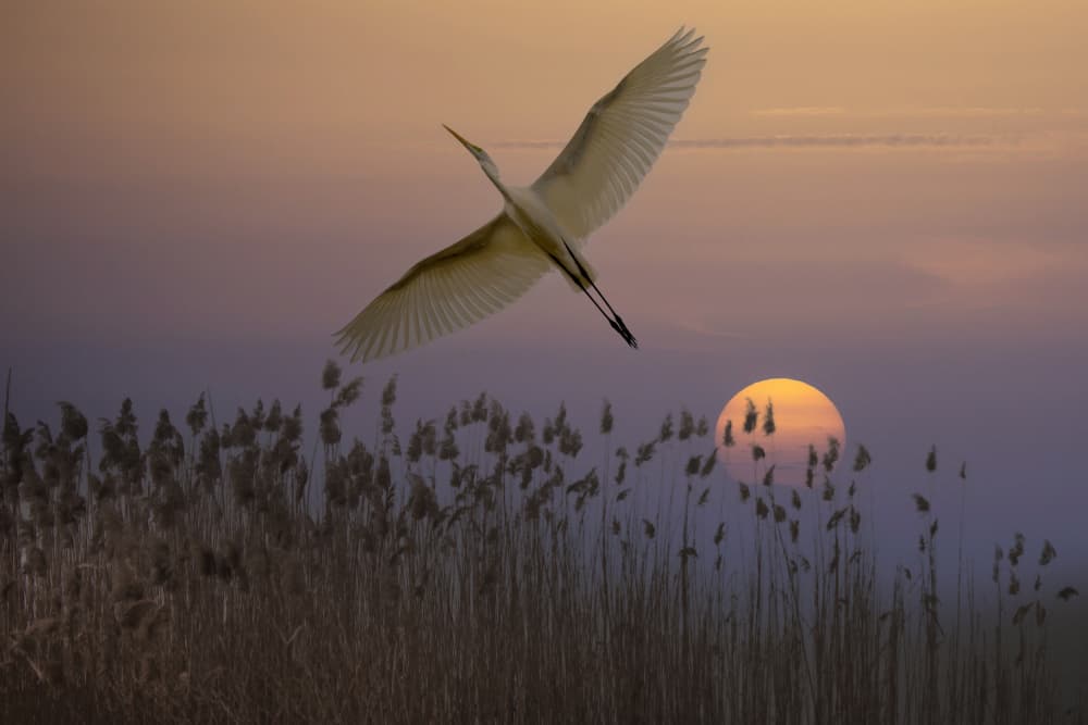 Sunset Egret Flight by אייל בר אור • Eyal Bar Or — canvas wall art