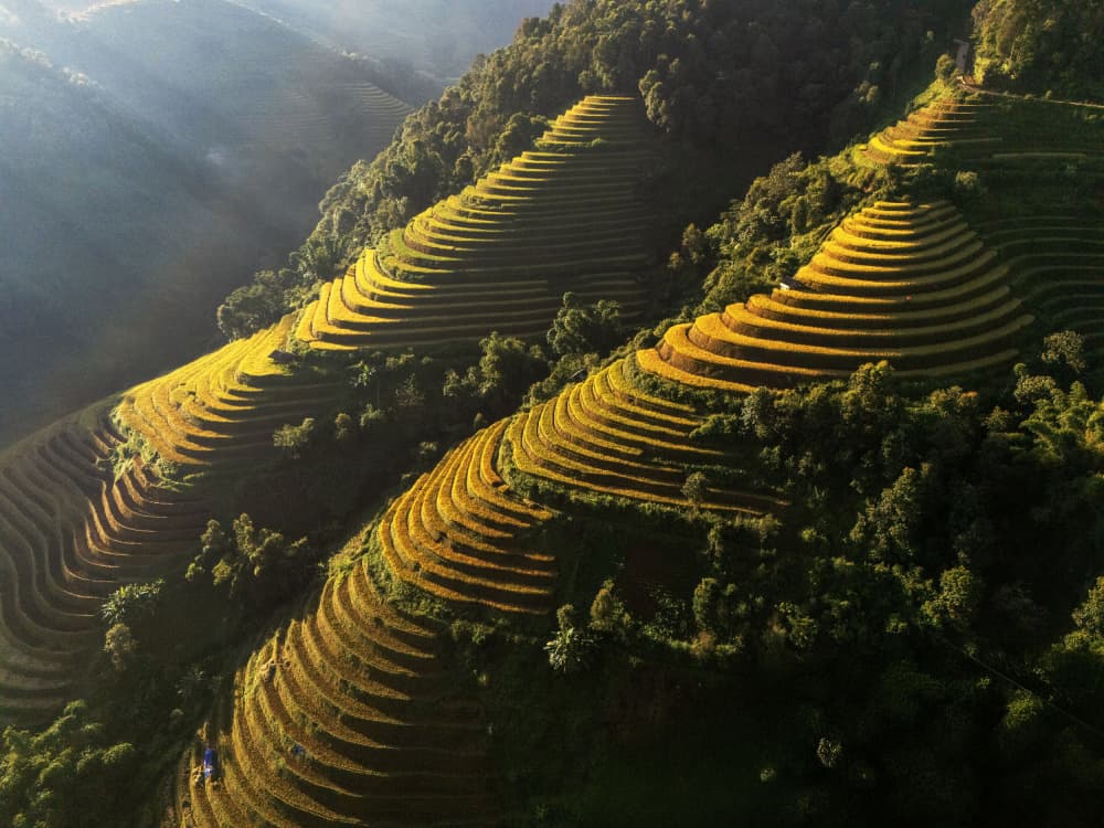 Golden Rice Terraces by Sally Widjaja — canvas wall art