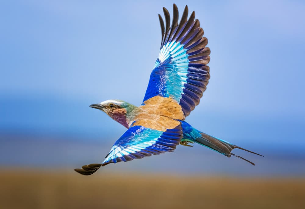 Vibrant Flying Roller by Jeffrey C. Sink — canvas wall art