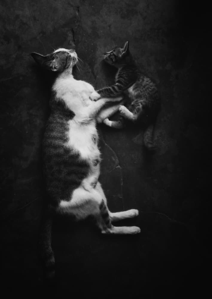 Playful Cat And Kitten by Kahar Lagaa — canvas wall art