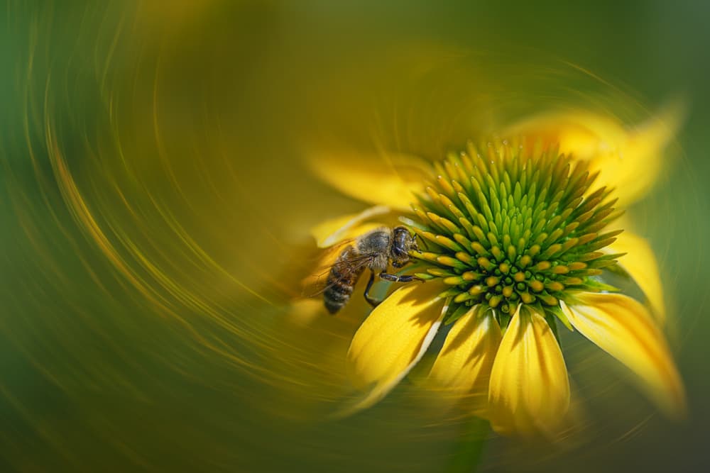 Yellow Bee Swirl by Lydia Jacobs — canvas wall art