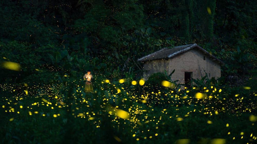 Glowing Firefly Night by Hua Zhu — canvas wall art