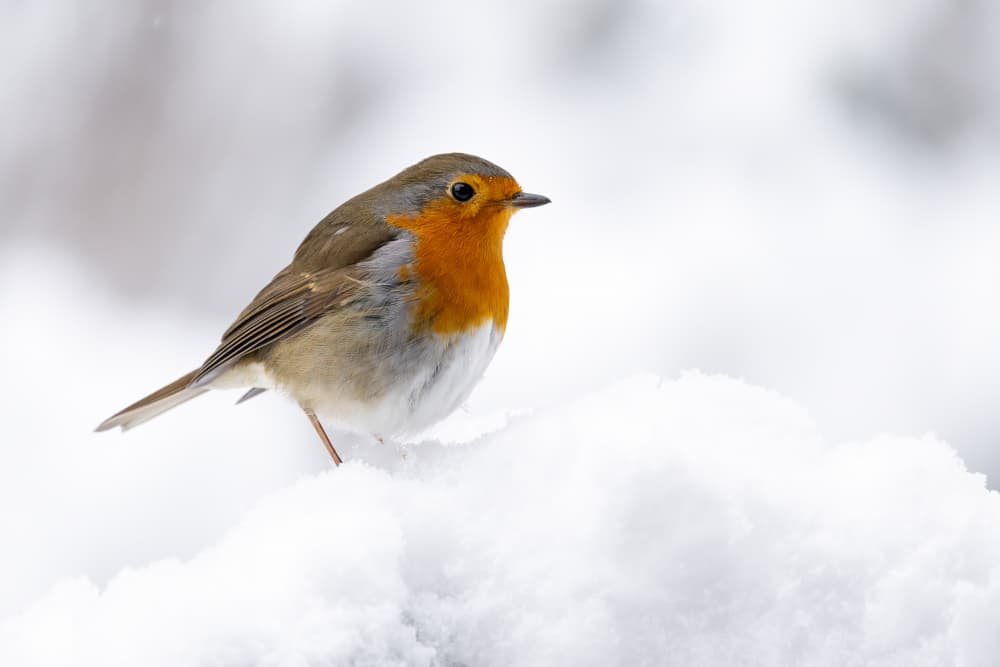 Red Robin On Snow by Annie Keizer — canvas wall art