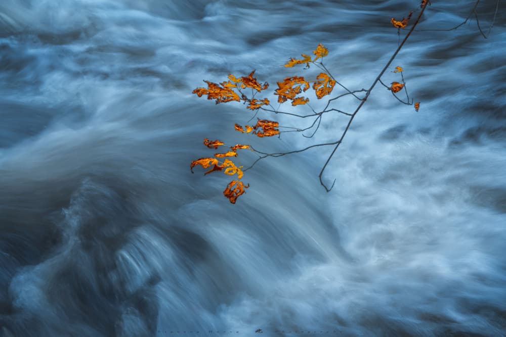 Golden Leaves Water Flow by Liguang Huang — canvas wall art