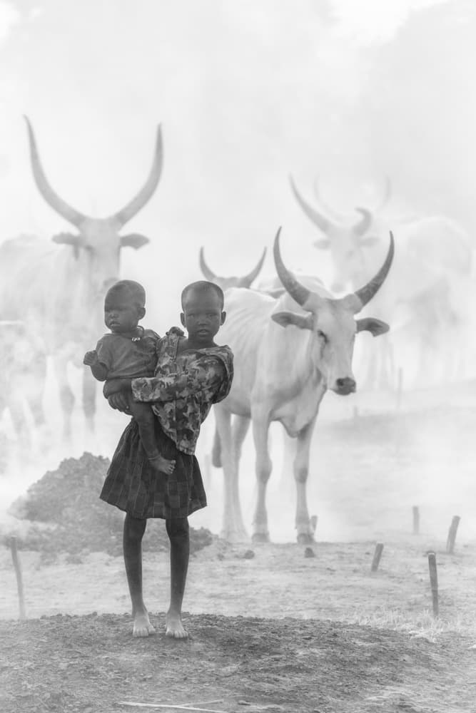 African Children and Cattle by Trevor Cole — canvas wall art