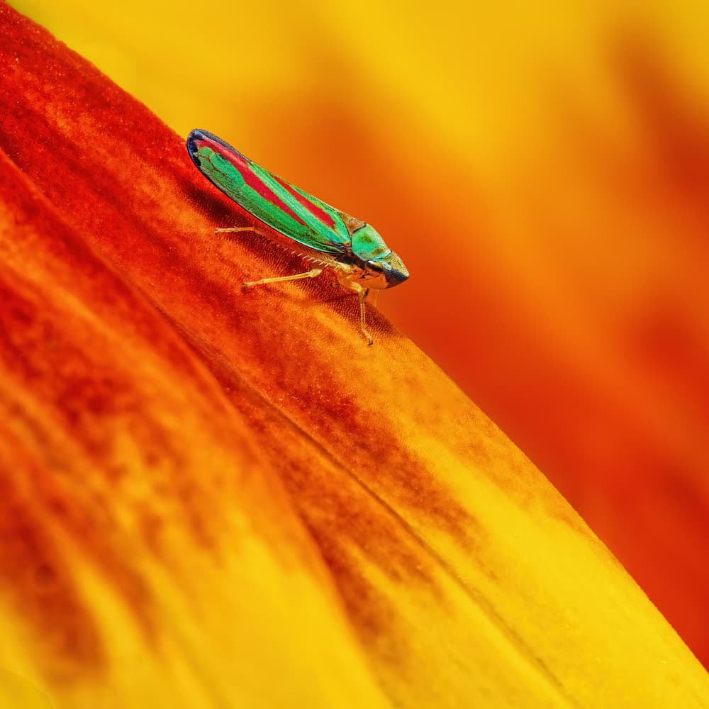 Vibrant Striped Leafhopper by Lucie Gagnon — canvas wall art