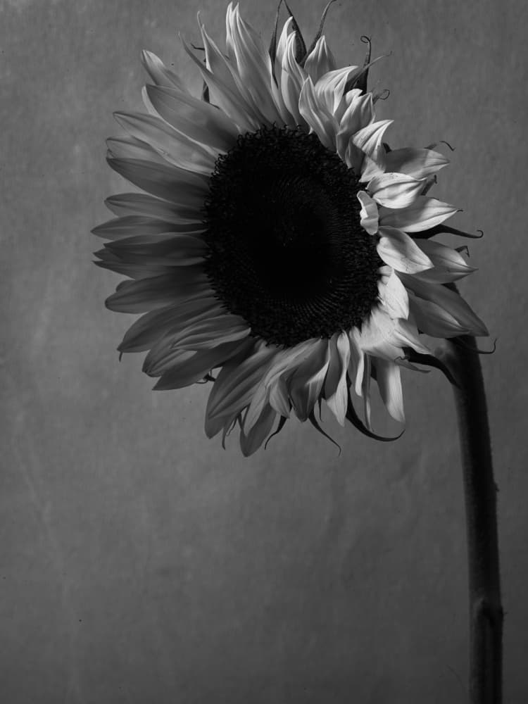 Solitary Sunflower Bloom by Thabiet Kamaldien — canvas wall art