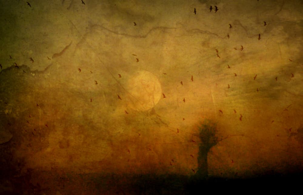 Textured Lone Tree Sunset by Robert Fabrowski — canvas wall art