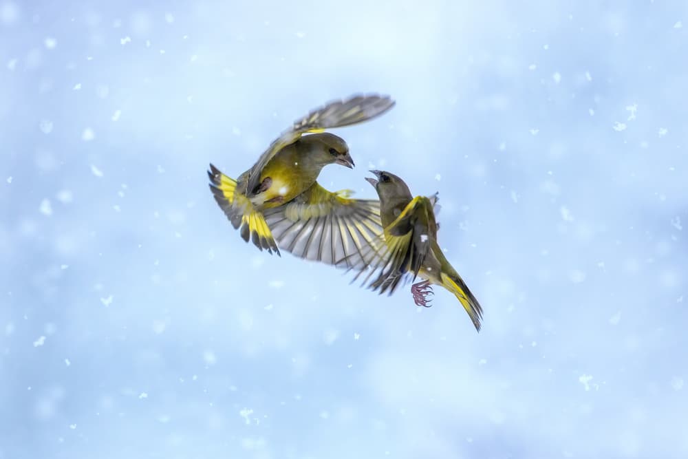 Snowy Greenfinch Flight by Marco Redaelli — canvas wall art