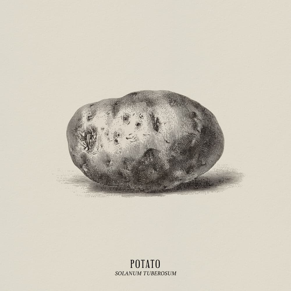 Vintage Potato Illustration by Andreas Magnusson — canvas wall art