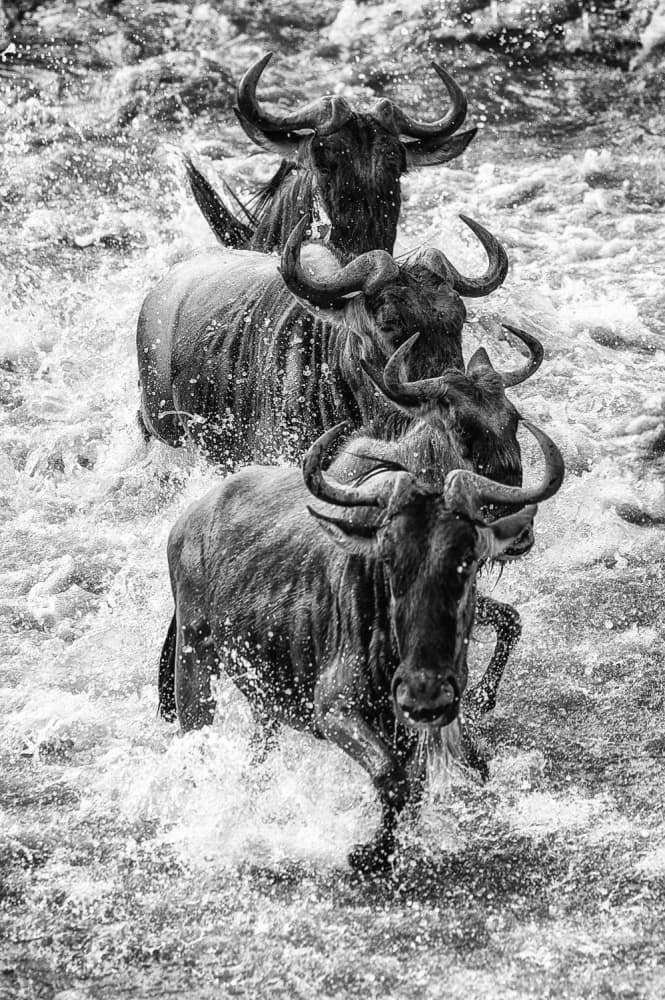 Wildebeest River Crossing by Mohammed Alnaser — canvas wall art