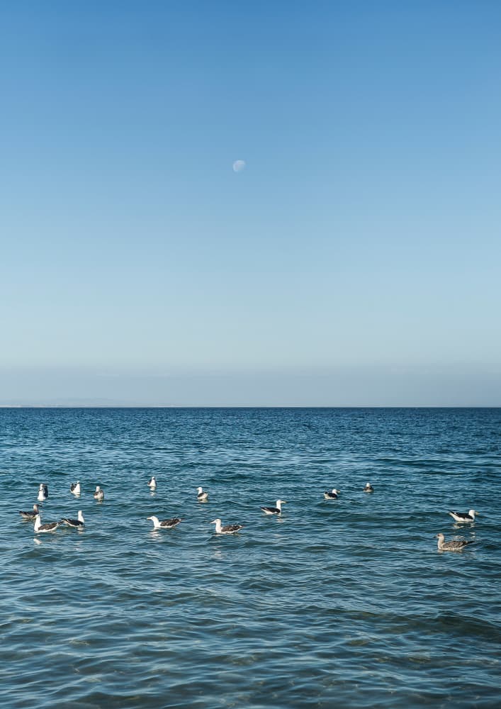 Moonlit Seabirds by Shot by Clint — canvas wall art