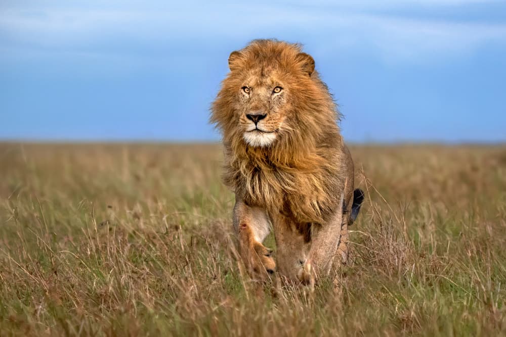 Savanna Lion Stride by Xavier Ortega — canvas wall art
