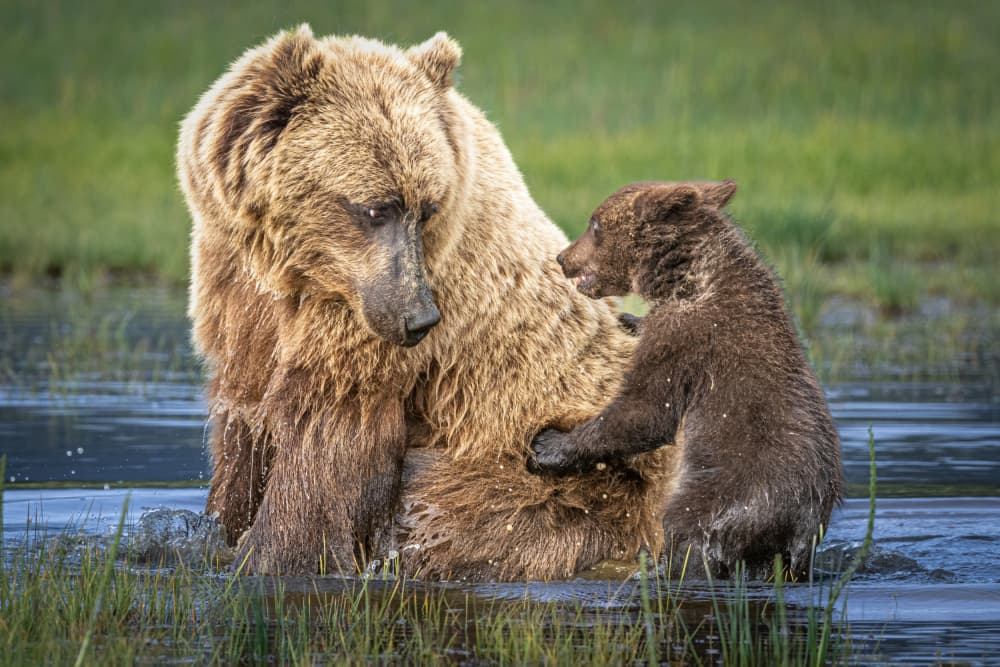 Mama Bear and Cub by Jeffrey C. Sink — canvas wall art
