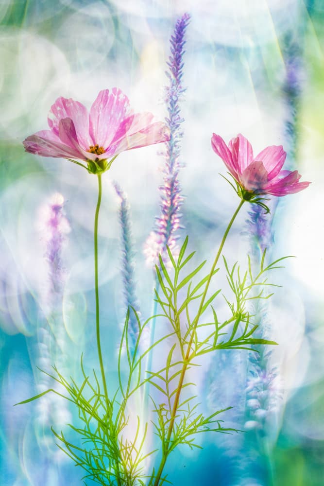 Dreamy Pink Cosmos by Hilda van der Lee — canvas wall art